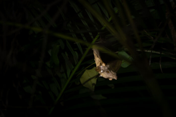 Bat flying at night among dark leaves, illustrating eerie urban legends that could be chillingly real.