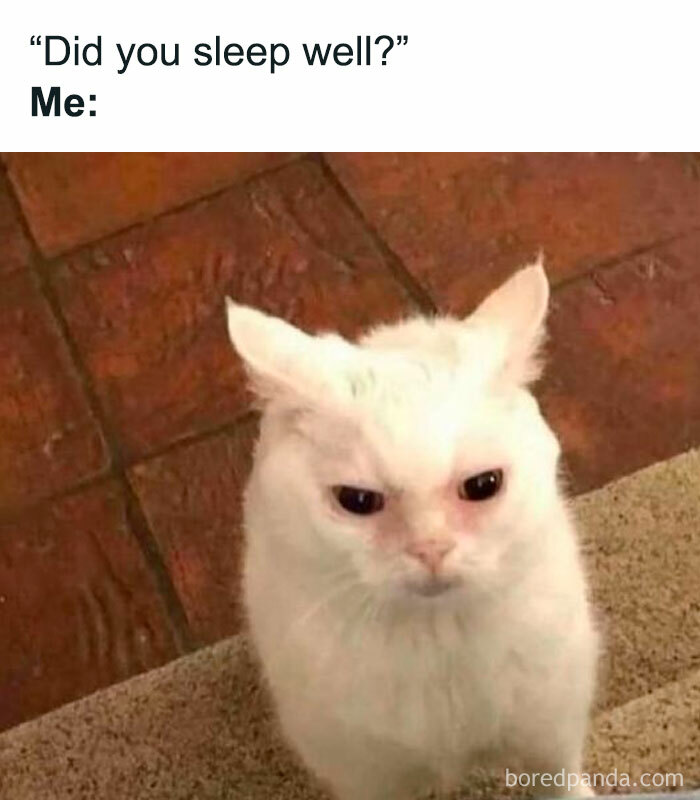 White cat with a grumpy face standing on carpet and tile floor, relatable meme about sleep in funny memes collection.