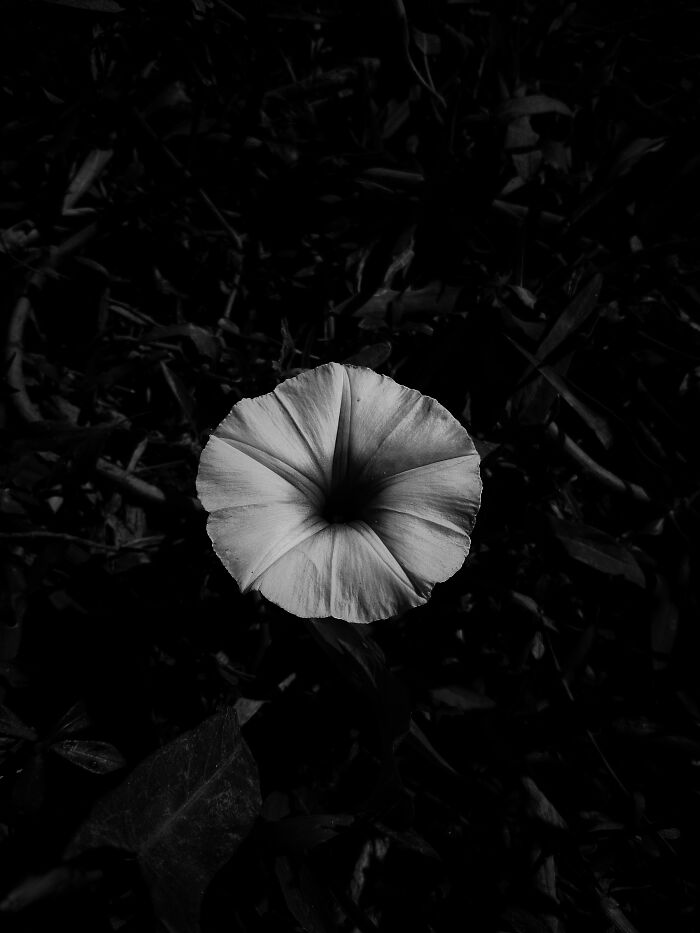 I Captured 6 Captivating Pictures Of Flowers For My Photography Album 'Silent Records'