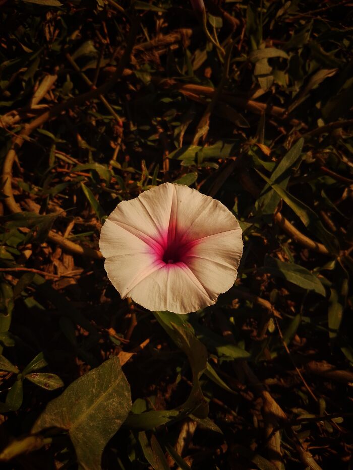 I Captured 6 Captivating Pictures Of Flowers For My Photography Album 'Silent Records'