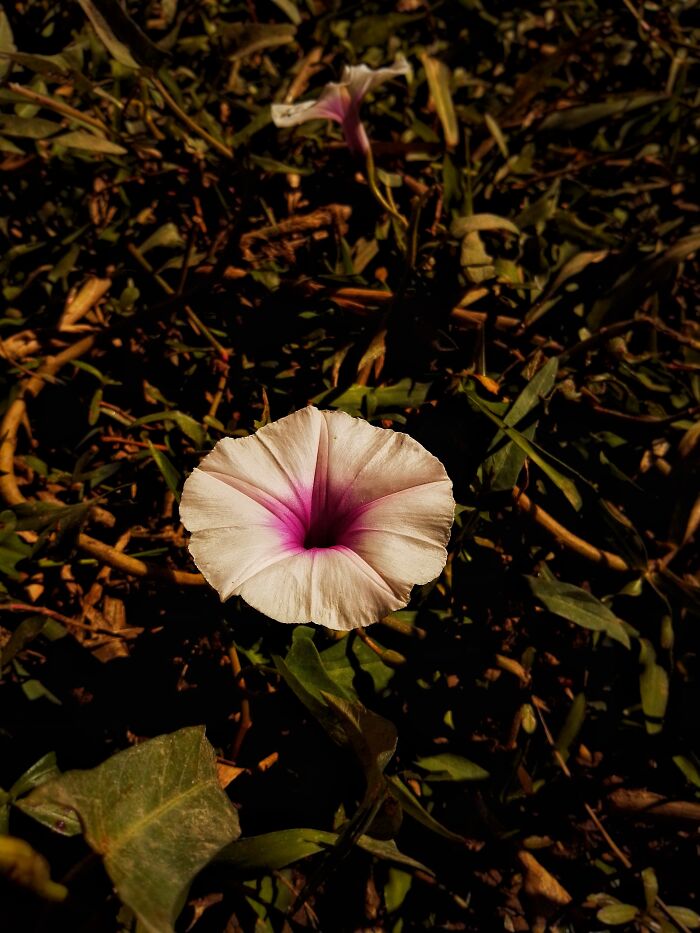 I Captured 6 Captivating Pictures Of Flowers For My Photography Album 'Silent Records'