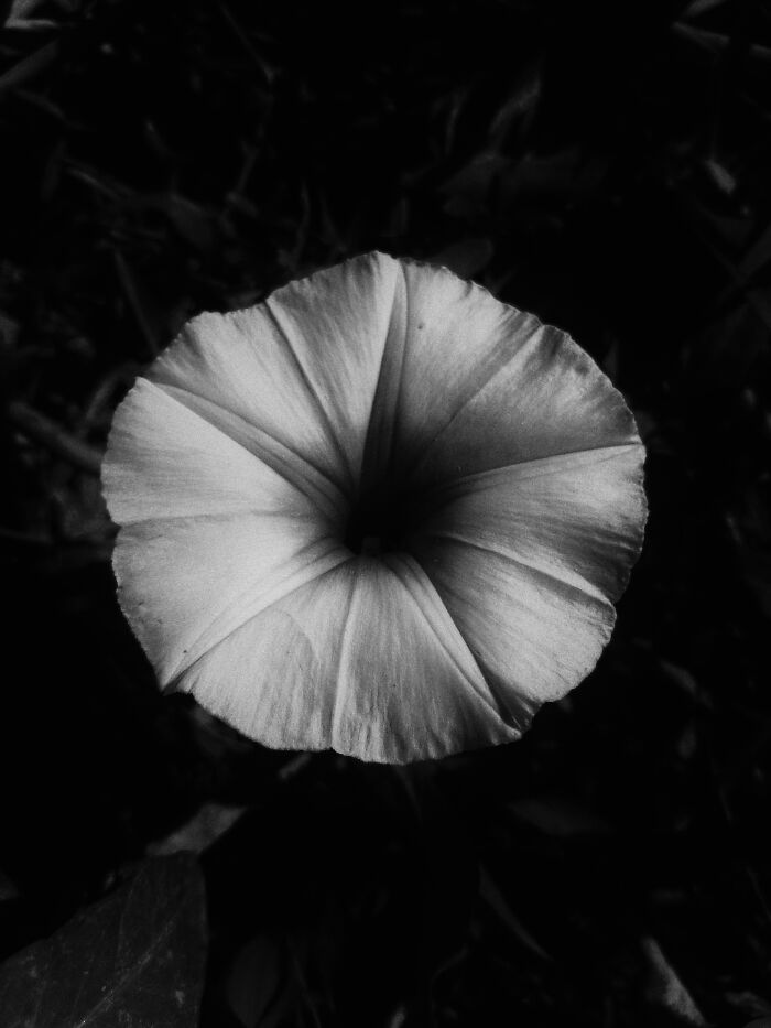 I Captured 6 Captivating Pictures Of Flowers For My Photography Album 'Silent Records'