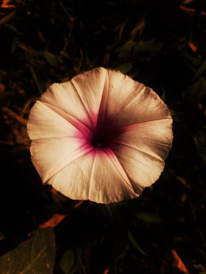 I Captured 6 Captivating Pictures Of Flowers For My Photography Album 'Silent Records'