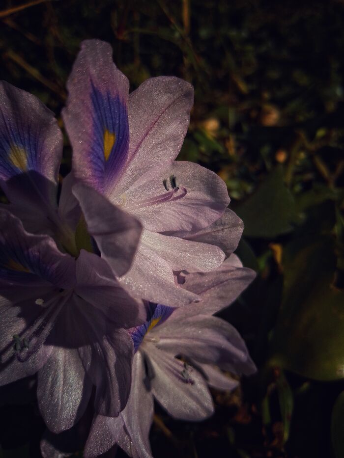 I Captured 6 Captivating Pictures Of Flowers For My Photography Album 'Silent Records'