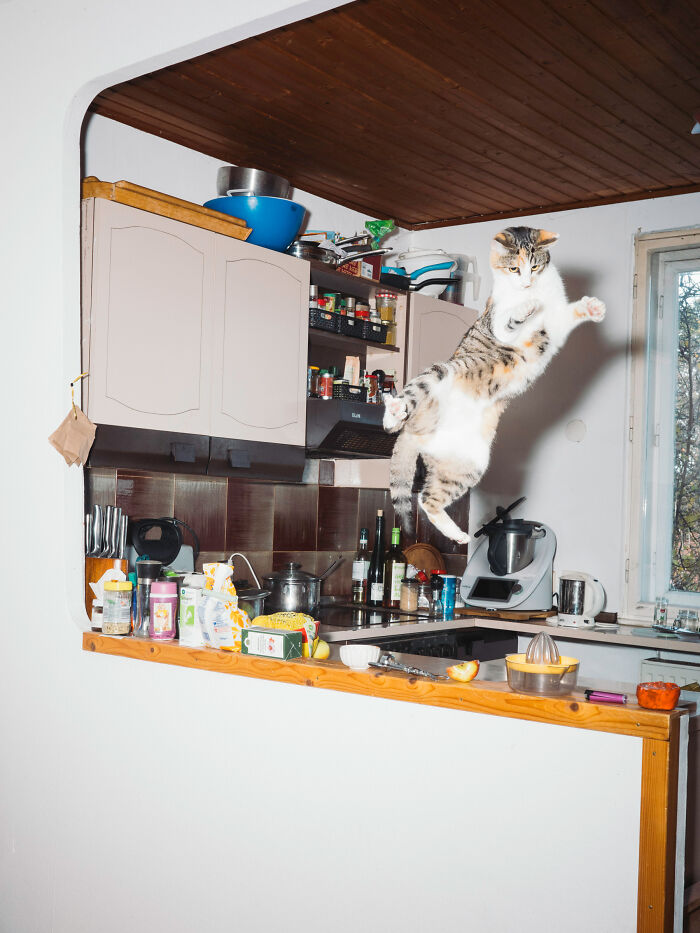 Jumping Cats By Koekkoek