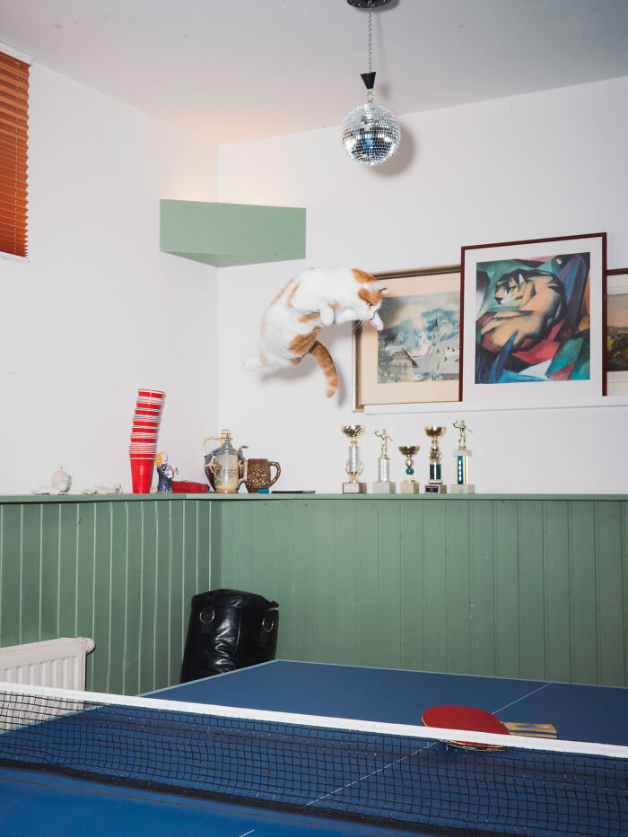 Jumping Cats By Koekkoek