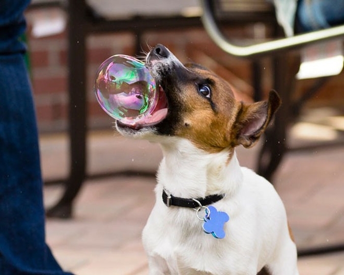 Small dog with a collar caught at the perfect time trying to catch a soap bubble with its mouth outside.