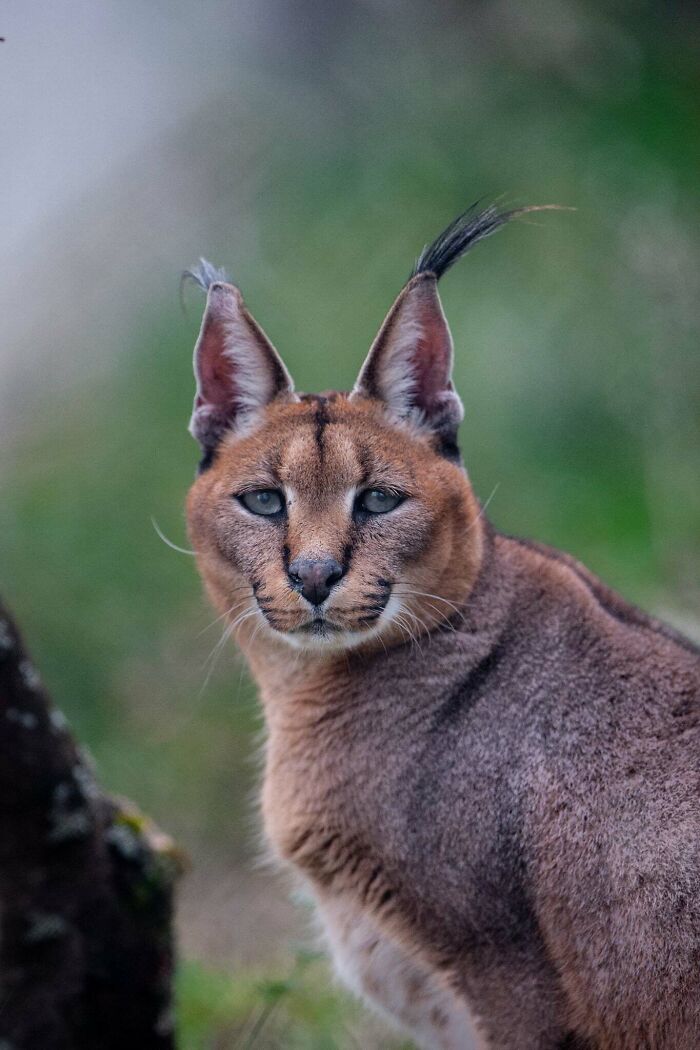 “I Don’t Have Helicopters Or Expensive Expeditions — But I Still Capture Wildlife Moments That Travel The World”