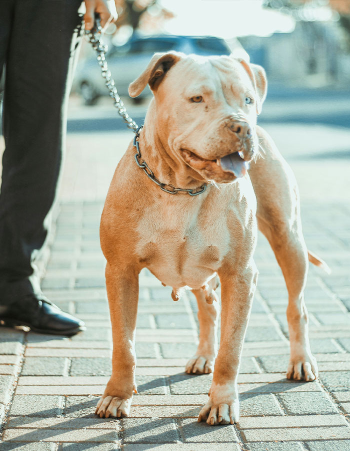 Pit Bull standing on a city sidewalk, held on a leash by a person wearing black shoes and pants.
