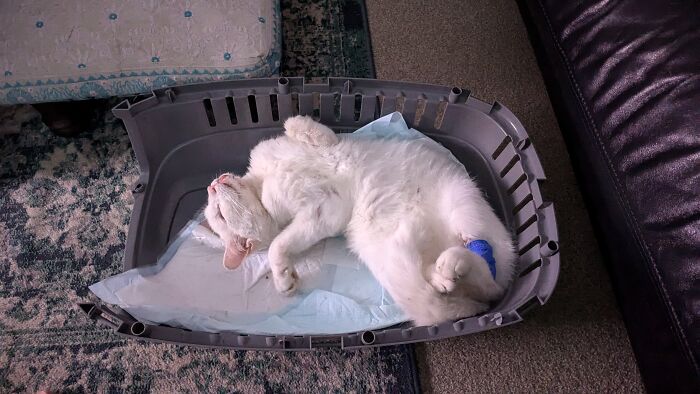 Raiden, Sleeping Off The Analgesia Following His Fractured Leg (2024)