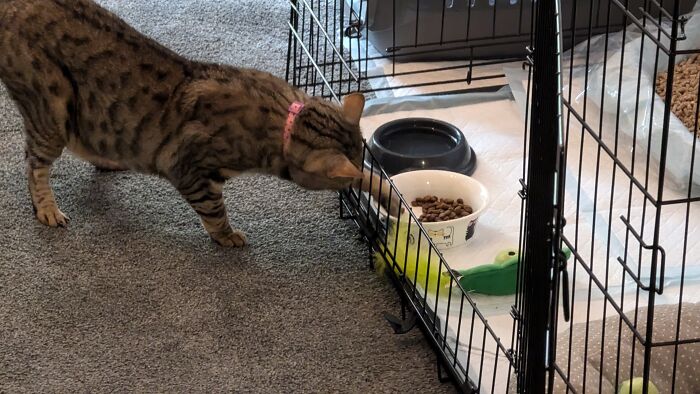 Aurora. Very Good Looking Cat, But Not Very Bright At Times