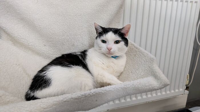 Gizmo. Lived Outside For 7 Years, Now Hates Going Outside (Especially If It Is Cold...)