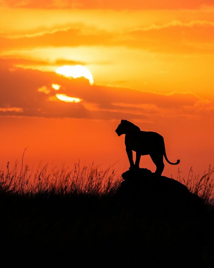 Silhouette of a lioness at sunset in the African wild, showcasing breathtaking wildlife photography moments.