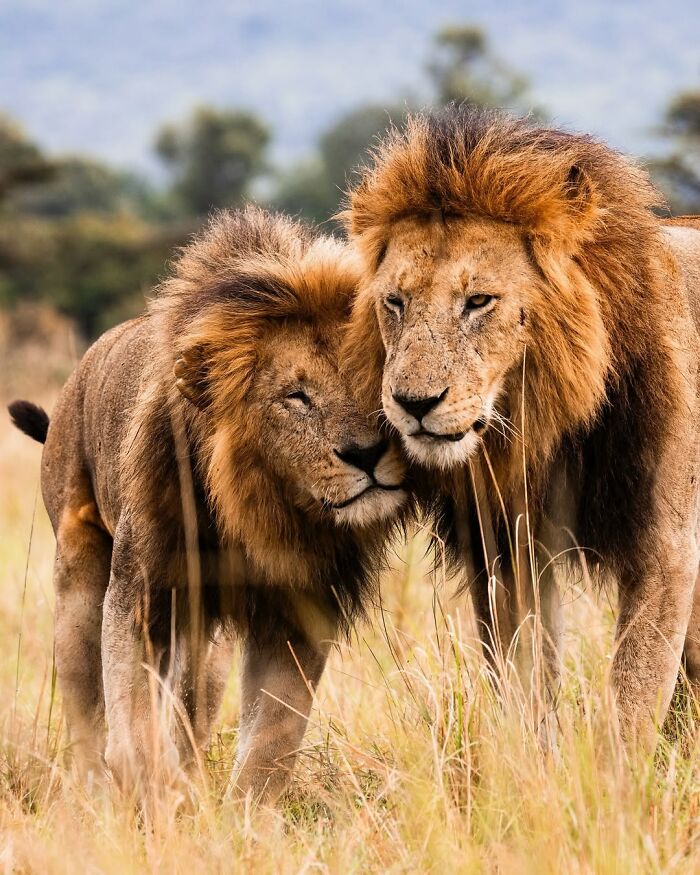 Two lions nuzzling affectionately in tall grass, showcasing breathtaking moments from the African wild wildlife photographer's capture.