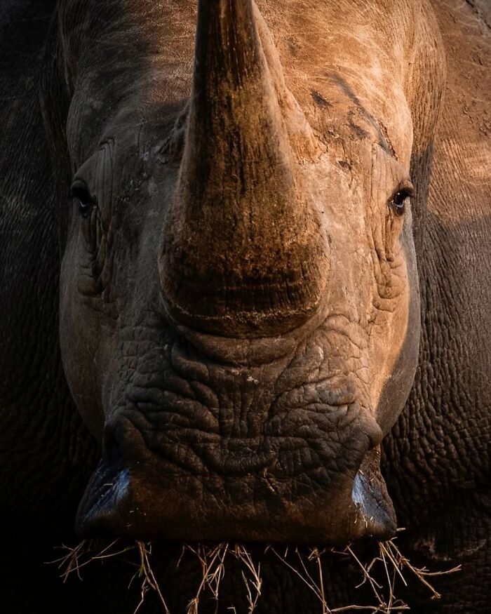 Close-up of a rhinoceros eating dry grass, showcasing wildlife photographer's breathtaking moments from the African wild.