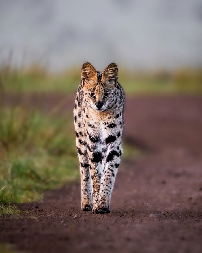 Serval walking on a dirt path surrounded by grass, a stunning moment from the African wild wildlife photographer captured.