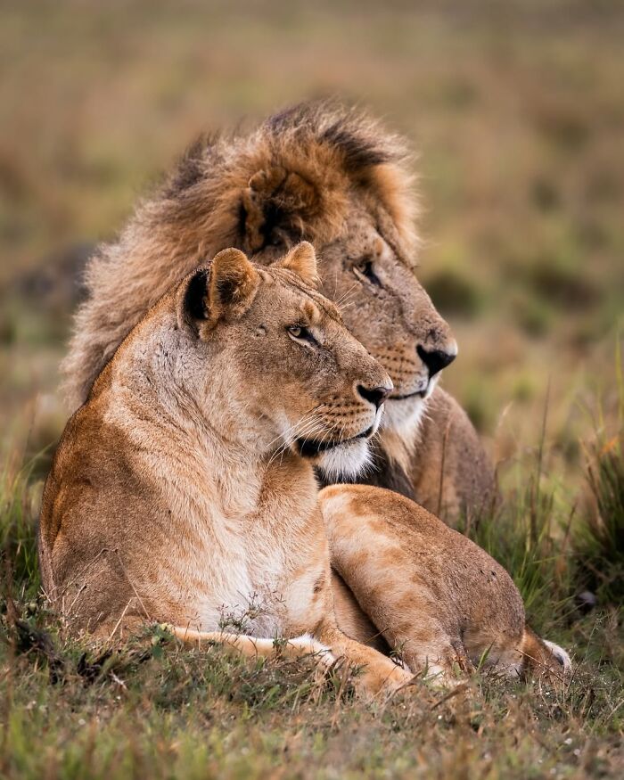 A pair of lions resting close together in the African wild, showcasing breathtaking wildlife moments in nature.