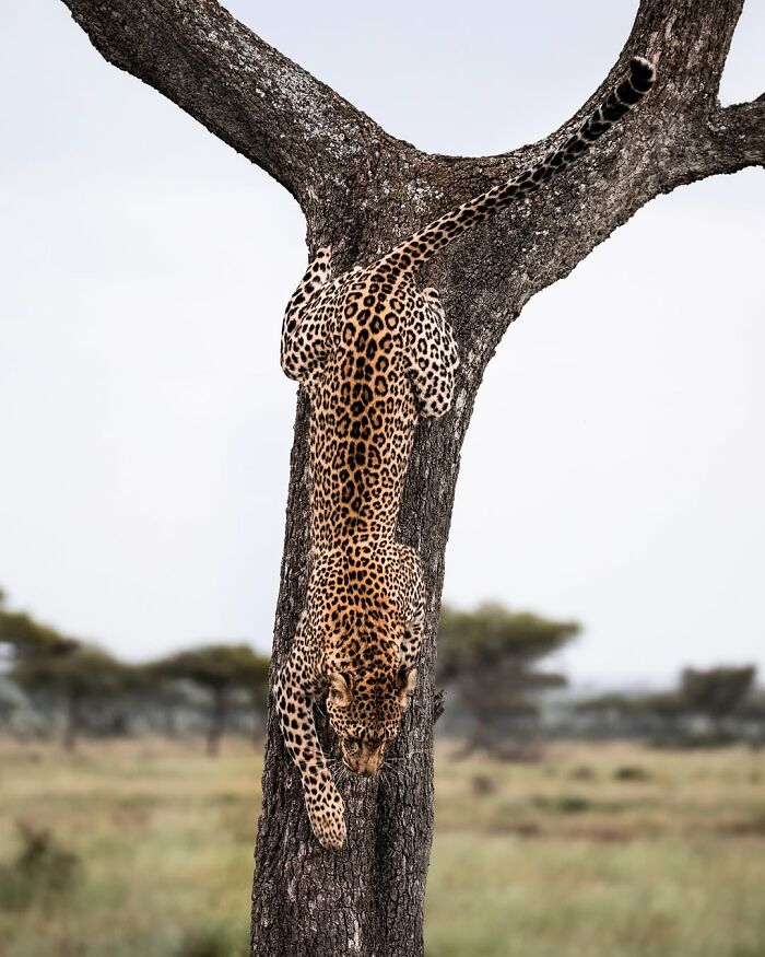 Leopard climbing down a tree captured by wildlife photographer in the African wild, showcasing nature's breathtaking moments.