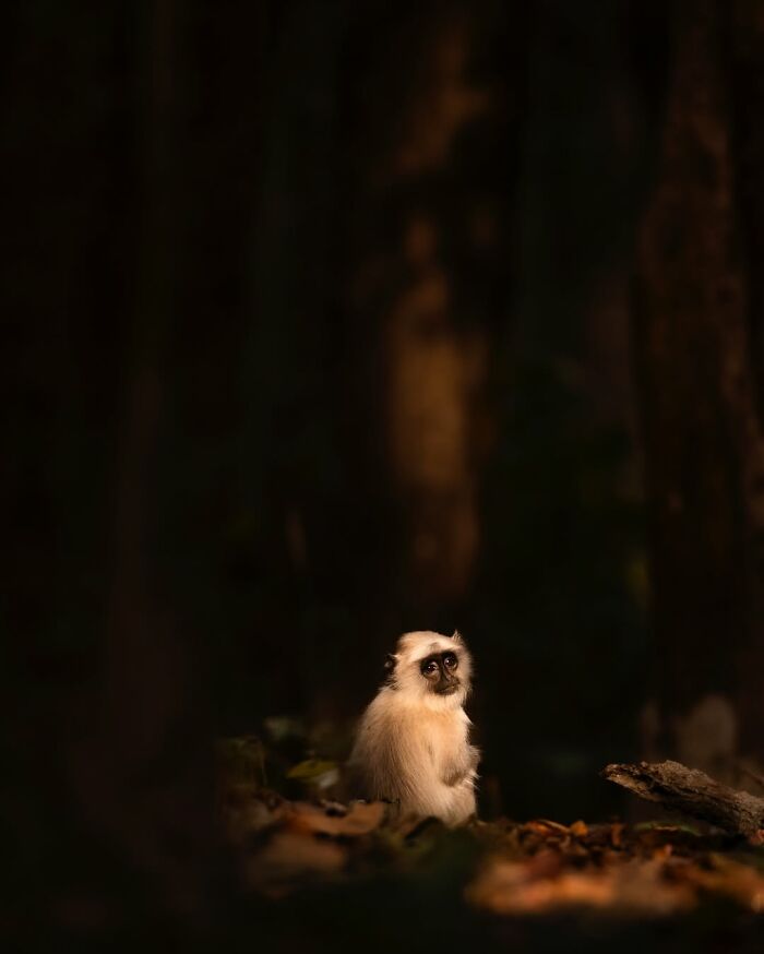 Wildlife photographer captures a serene moment of a monkey in the African wild with soft lighting and natural surroundings.