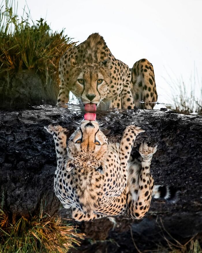 Cheetah drinking water in African wild with clear reflection captured by wildlife photographer in natural habitat.