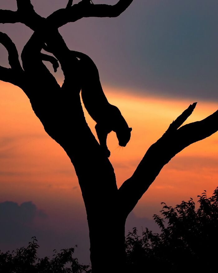 Silhouette of a big cat descending a tree during sunset in the African wild captured by a wildlife photographer.