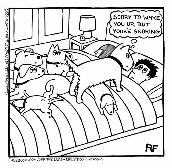 Comic showing living with dogs as a man lies in bed surrounded by multiple dogs, one waking him up for snoring.