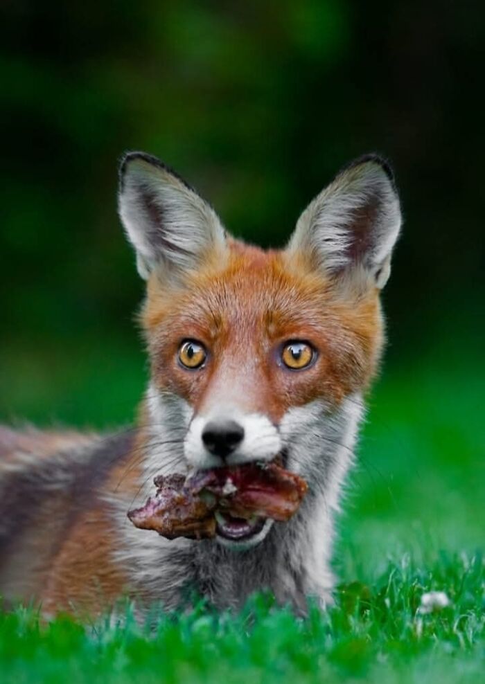 “I Don’t Have Helicopters Or Expensive Expeditions — But I Still Capture Wildlife Moments That Travel The World”