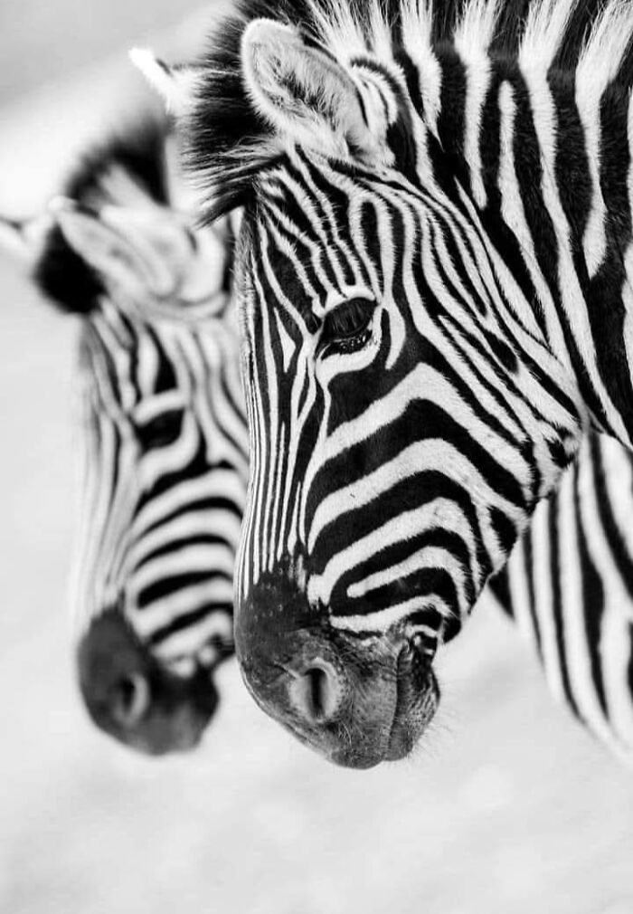 “I Don’t Have Helicopters Or Expensive Expeditions — But I Still Capture Wildlife Moments That Travel The World”