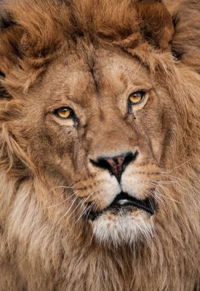 “I Don’t Have Helicopters Or Expensive Expeditions — But I Still Capture Wildlife Moments That Travel The World”