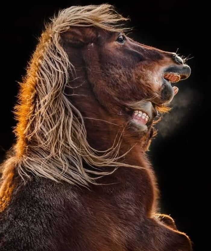 “I Don’t Have Helicopters Or Expensive Expeditions — But I Still Capture Wildlife Moments That Travel The World”