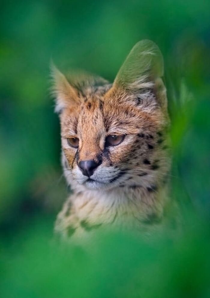 “I Don’t Have Helicopters Or Expensive Expeditions — But I Still Capture Wildlife Moments That Travel The World”