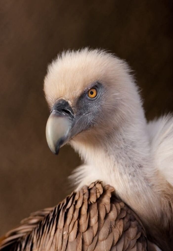 “I Don’t Have Helicopters Or Expensive Expeditions — But I Still Capture Wildlife Moments That Travel The World”