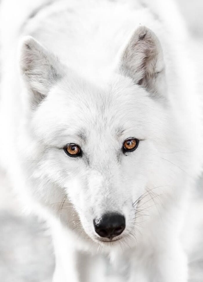 “I Don’t Have Helicopters Or Expensive Expeditions — But I Still Capture Wildlife Moments That Travel The World”