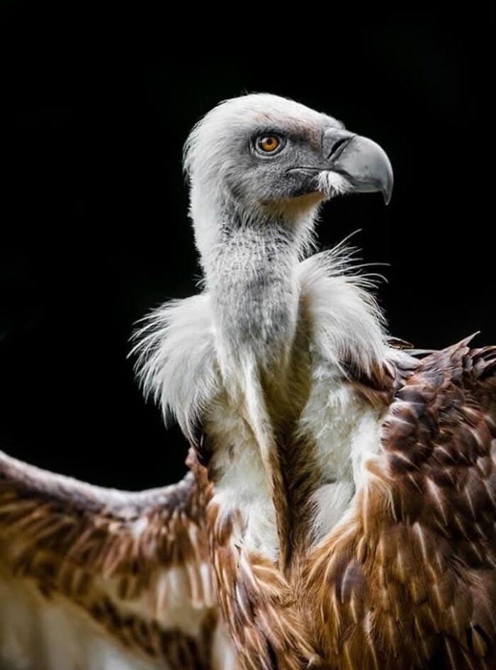 “I Don’t Have Helicopters Or Expensive Expeditions — But I Still Capture Wildlife Moments That Travel The World”