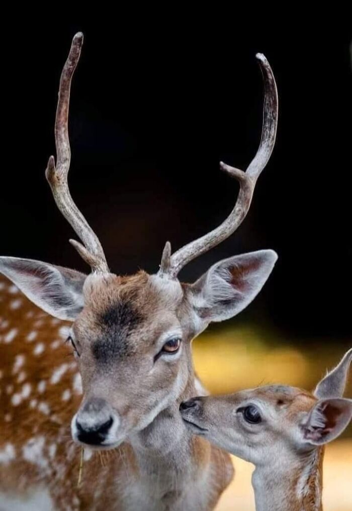 “I Don’t Have Helicopters Or Expensive Expeditions — But I Still Capture Wildlife Moments That Travel The World”