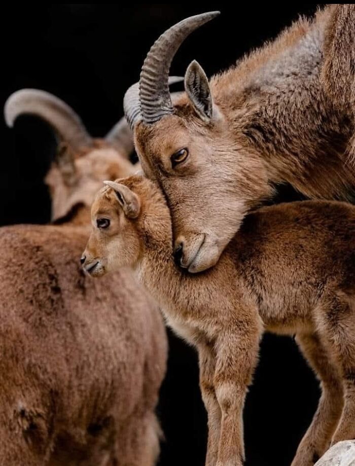 “I Don’t Have Helicopters Or Expensive Expeditions — But I Still Capture Wildlife Moments That Travel The World”