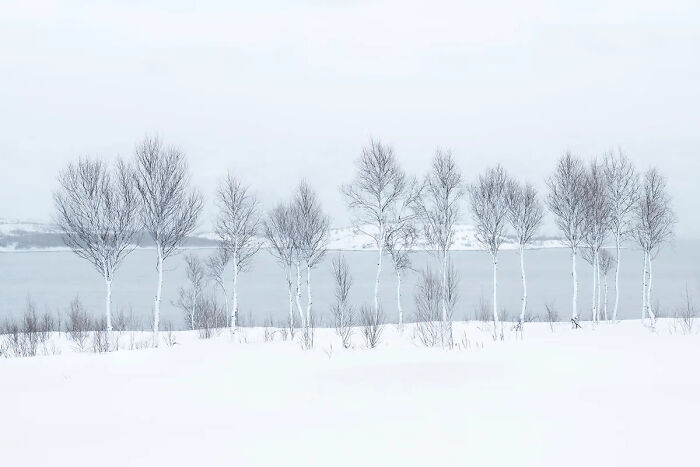 Sparse birch trees in a snowy landscape near a frozen lake captured in best nature photography of 2025 awards.