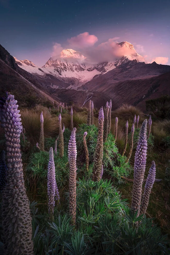 Wild lupine flowers in a mountainous landscape during twilight, showcasing best nature photography in 2025 awards.