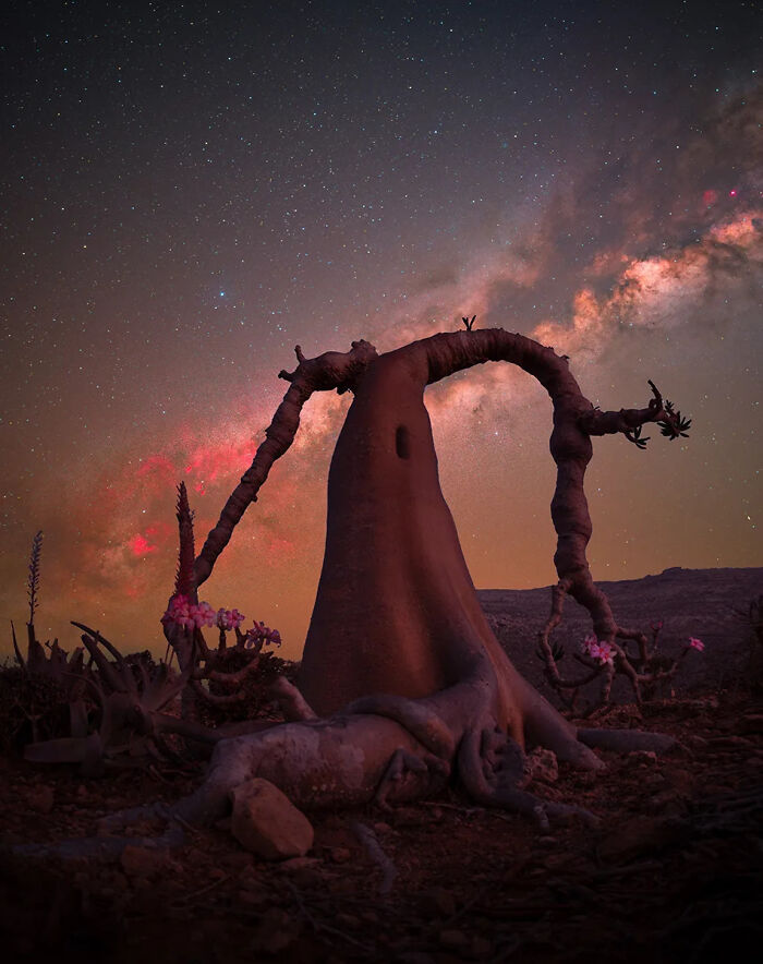 Unique desert tree with vibrant flowers under a starry sky, showcasing best nature photography of 2025.