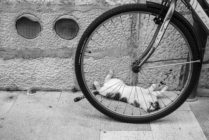 Black and white street moment showing a cat lying relaxed under a bicycle wheel, capturing marvels of daily life.