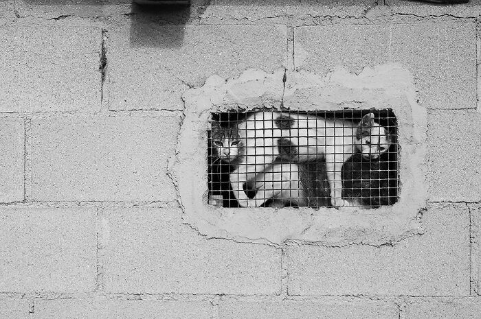 Two cats behind a metal grid in a concrete wall capturing street moments that feel like magic in daily life.