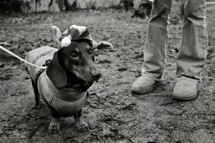 A small dog dressed for winter walks captures the marvels of daily life in an ordinary street moment.