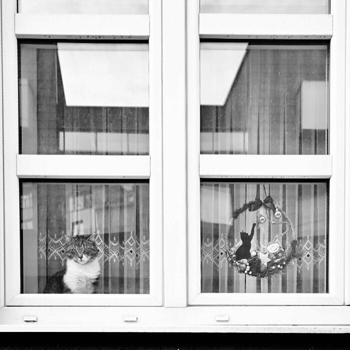 Cat sitting behind a window with lace curtains and a decorative wreath, capturing street moments that feel like magic.