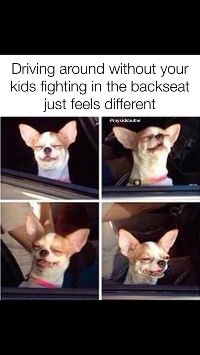 Funny parenting meme showing a happy dog enjoying quiet driving without kids fighting in the backseat.