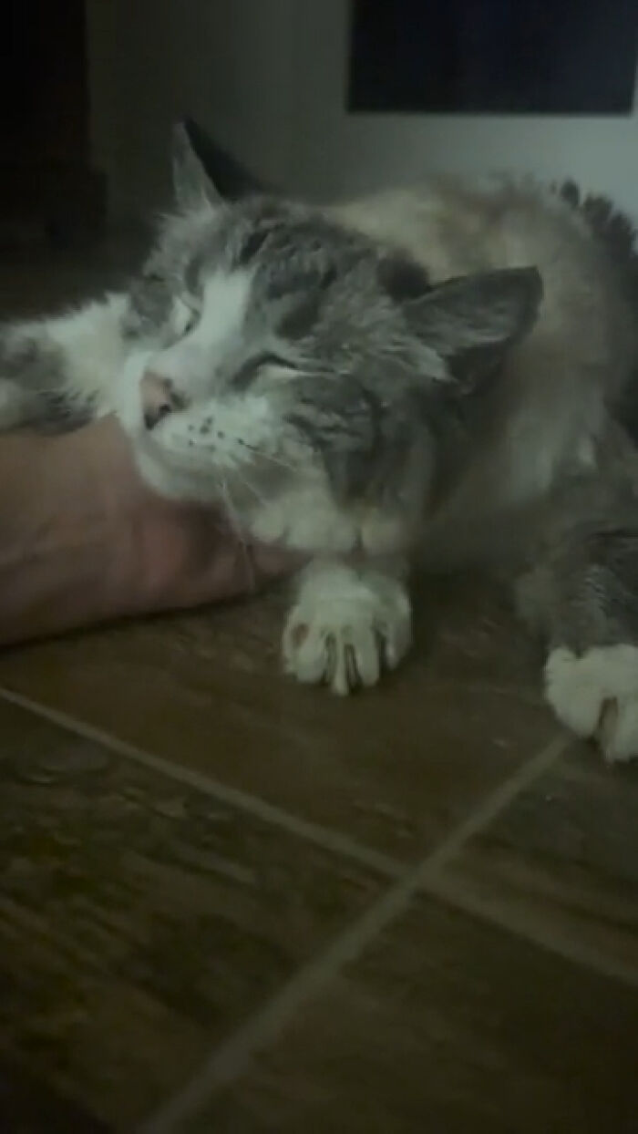 Smiling cat recently adopted into its furever home, resting on tile floor and enjoying gentle petting.