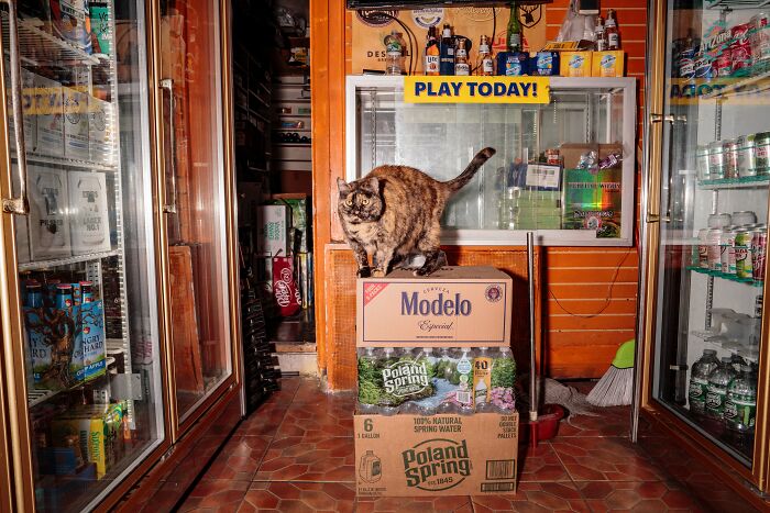 The Bodega Cat Is Having A Legislative Moment