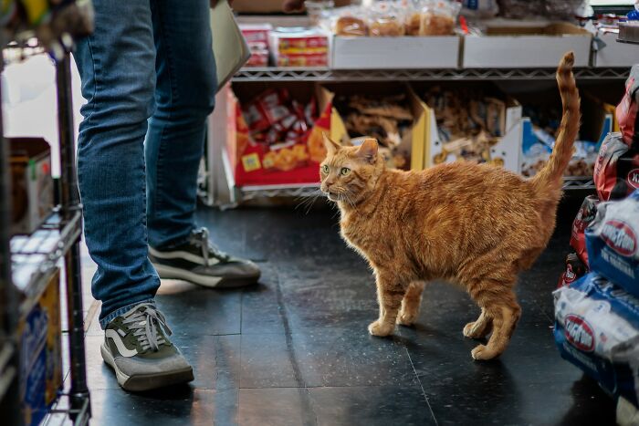 The Bodega Cat Union Finally Has A Contract On The&nbsp;table