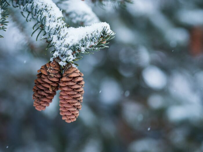 Close-up of snow-covered pine cones on a branch in a winter forest capturing nature's strange and specific details.