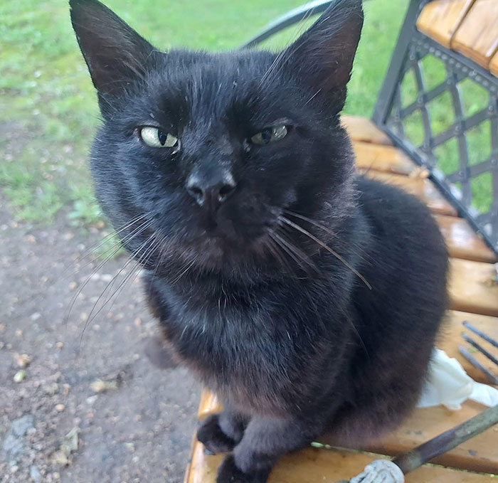Black cat sitting on a park bench, representing Lithuania lawmaker&rsquo;s cat consent to fire national broadcaster head.