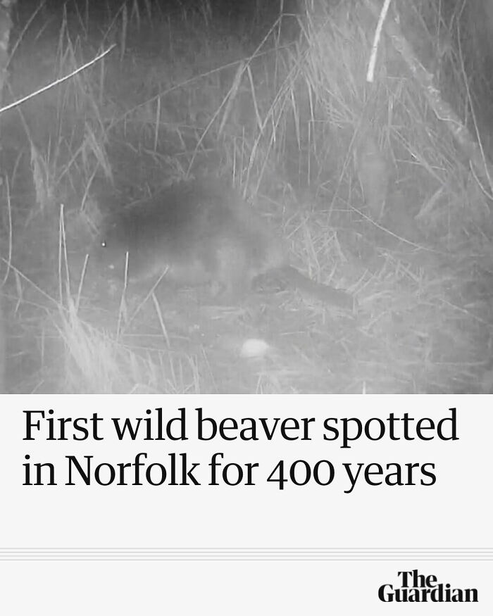 Nighttime image of a wild beaver in grass, illustrating local newspaper titles showing the world is going mad.